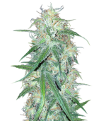 1756985104856.png 1756985104856.png