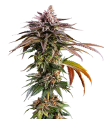 1756985124443.png 1756985124443.png