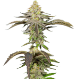 1756992824821.png 1756992824821.png