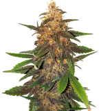 1756992842116.png 1756992842116.png