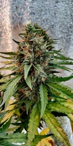 P50904-181338 (1)(1).jpg