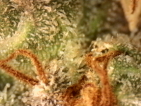 Photo_2025-09-05 06_34_49_230.png