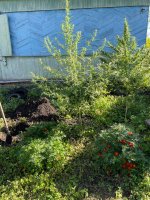 IMG_0464.jpeg IMG_0464.jpeg