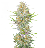 1757242595056.png 1757242595056.png