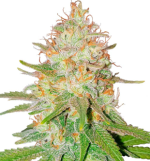 1757242608361.png 1757242608361.png