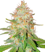 1757259823695.png 1757259823695.png