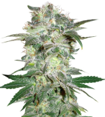 1757339203061.png 1757339203061.png