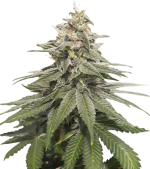 1757409883462.png 1757409883462.png