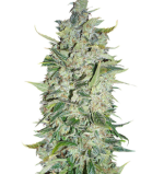 1757574813495.png 1757574813495.png