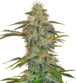 1757664078735.png 1757664078735.png