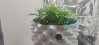 IMG_20250912_180831_628.jpg IMG_20250912_180831_628.jpg