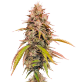 1757851483182.png 1757851483182.png