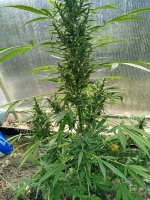 1000013411.jpg 1000013411.jpg