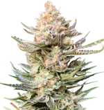 1757934031542.png 1757934031542.png