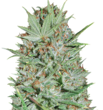 1757934047576.png 1757934047576.png