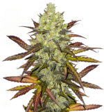 1758202007305.png 1758202007305.png