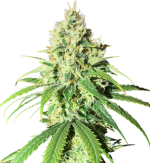 1758202024572.png 1758202024572.png