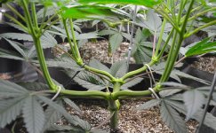 kontroliruemyj-stress-dlya-marihuany__V6t8ZGFMnv0Sc74e.jpg kontroliruemyj-stress-dlya-marihuany__V6t8ZGFMnv0Sc74e.jpg