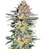 1758546635767.png 1758546635767.png