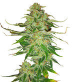 1758725543744.png 1758725543744.png