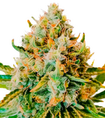 1758725565411.png 1758725565411.png