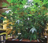 1758725797351.png 1758725797351.png