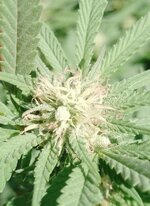 IMG_20250925_123650_858.jpg IMG_20250925_123650_858.jpg