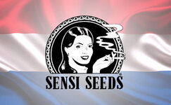 sensi-seeds__35uPrx69Gk11HQVa.jpg sensi-seeds__35uPrx69Gk11HQVa.jpg
