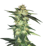 1759057973213.png 1759057973213.png