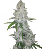 1759057997274.png 1759057997274.png