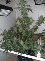 20250929_161312.jpg 20250929_161312.jpg