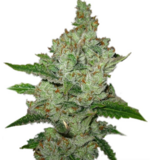 1759144484519.png 1759144484519.png