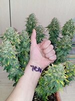 1000020993.jpg 1000020993.jpg