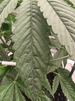 IMG_20251004_194537.jpg IMG_20251004_194537.jpg