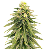 1759669516413.png 1759669516413.png