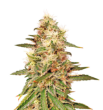 1759669544502.png 1759669544502.png