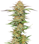 1759752623555.png 1759752623555.png