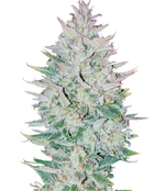 1759937403824.png 1759937403824.png