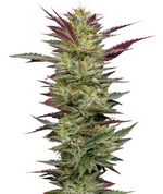 1759937822690.png 1759937822690.png