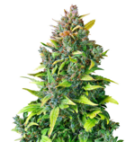 1760183213470.png 1760183213470.png