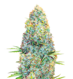 1760274075695.png 1760274075695.png