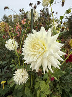 IMG_0888.jpeg IMG_0888.jpeg