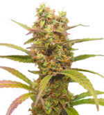 1760432963769.png 1760432963769.png