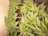 IMG_0921.jpeg IMG_0921.jpeg