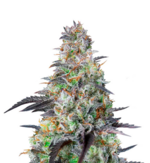 1760700319969.png 1760700319969.png