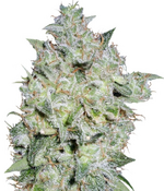 1760791222587.png 1760791222587.png