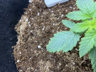 272F9232-FFE4-4F8D-A818-0B970C850182.jpeg 272F9232-FFE4-4F8D-A818-0B970C850182.jpeg