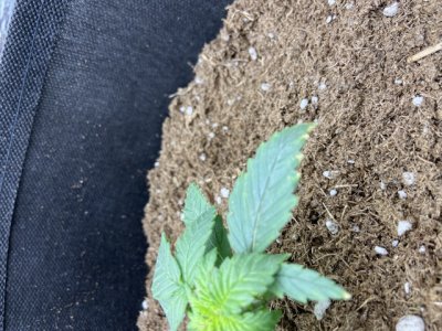 0D6DD400-9FA1-490D-AAC6-8EC59D329171.jpeg 0D6DD400-9FA1-490D-AAC6-8EC59D329171.jpeg