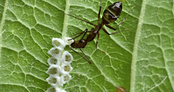 1652550807312.png 1652550807312.png