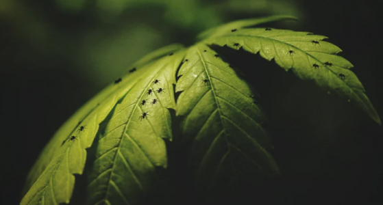 1652634798523.png 1652634798523.png